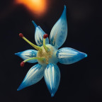 BLUBOM ORNAMENT 